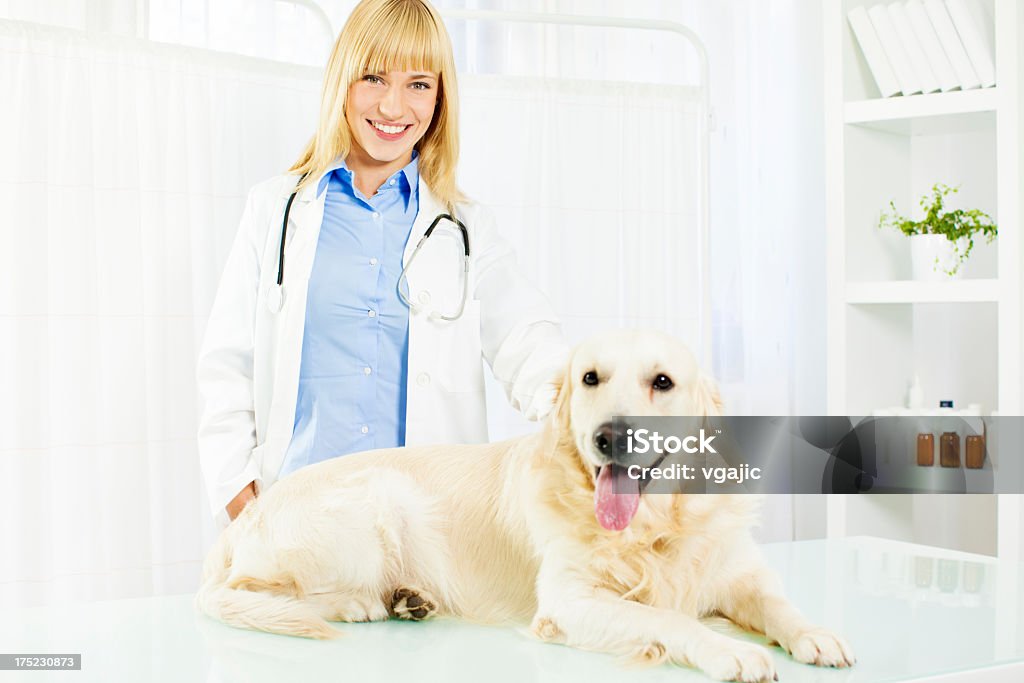 Jeune femme Soins vétérinaires sur le chien. - Photo de Adulte libre de droits
