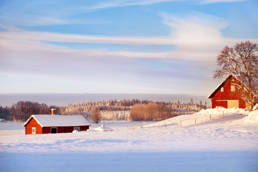 An old red barn and traditional Finnish roundpole fence in a winter landscape at sunset. A typical Finnish rural landscape in winter.