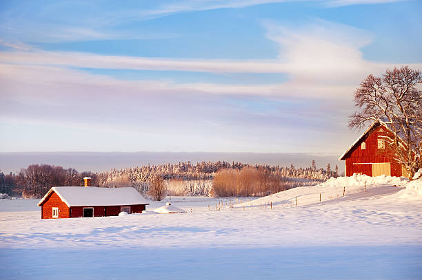 шведская начале зимы - snow nature sweden cold стоковые фото и изображения