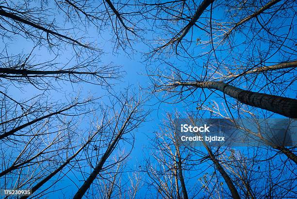 버치 임산 0명에 대한 스톡 사진 및 기타 이미지 - 0명, 가문비나무, 겨울