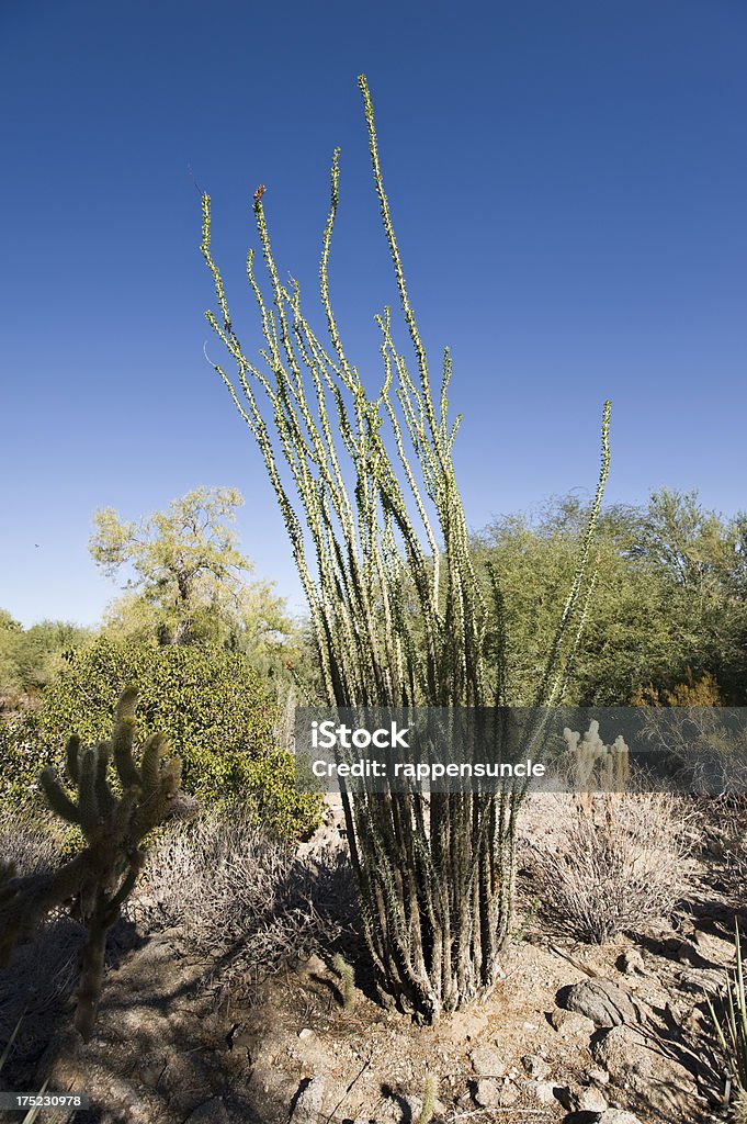 Desierto de california - Foto de stock de Aire libre libre de derechos