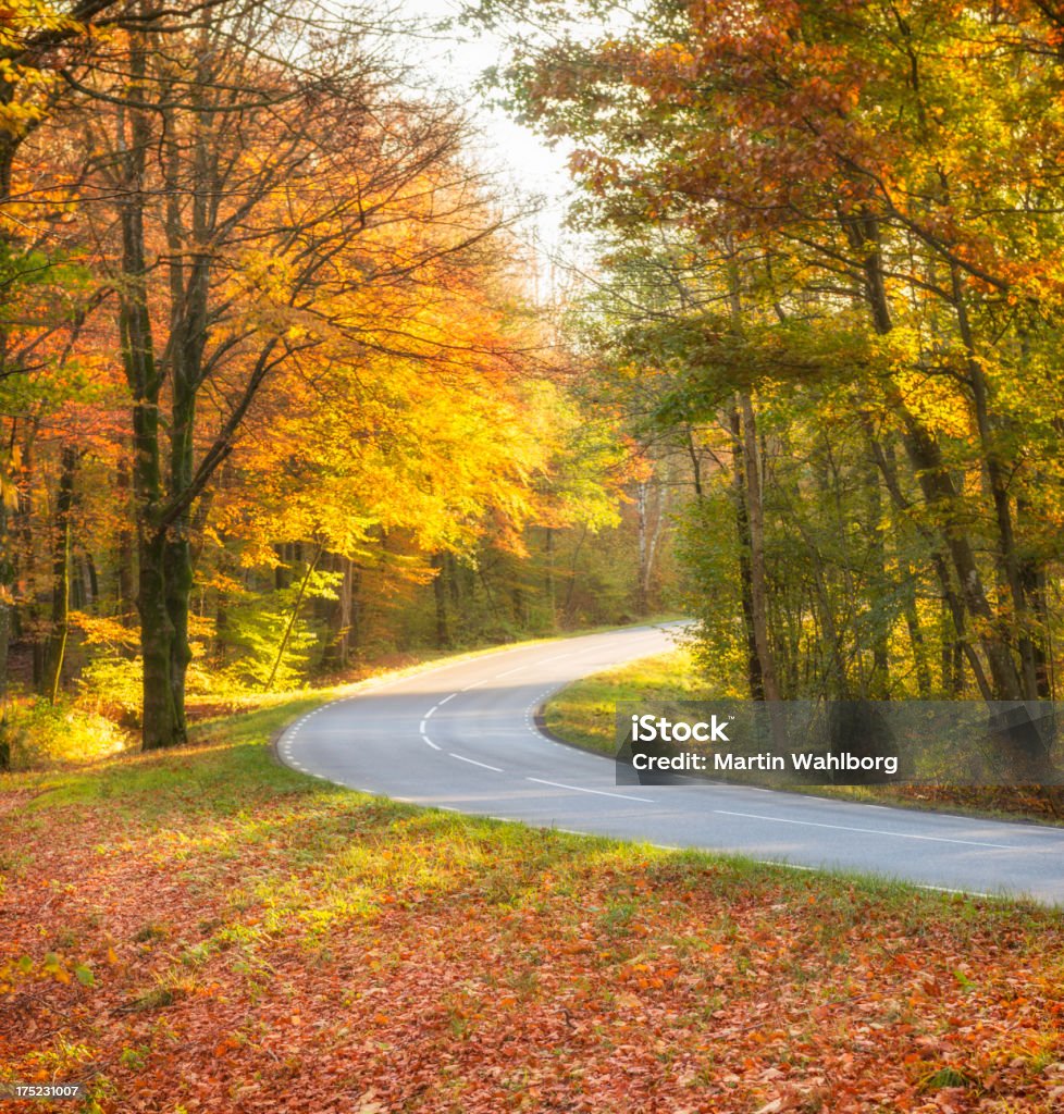 Route de campagne à travers Forêt de hêtre automne - Photo de Arbre libre de droits