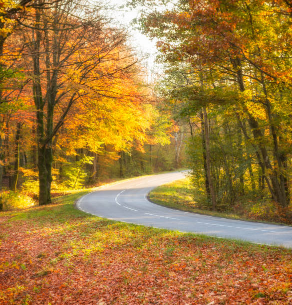 istock Country road through autumn beech forest 175231007