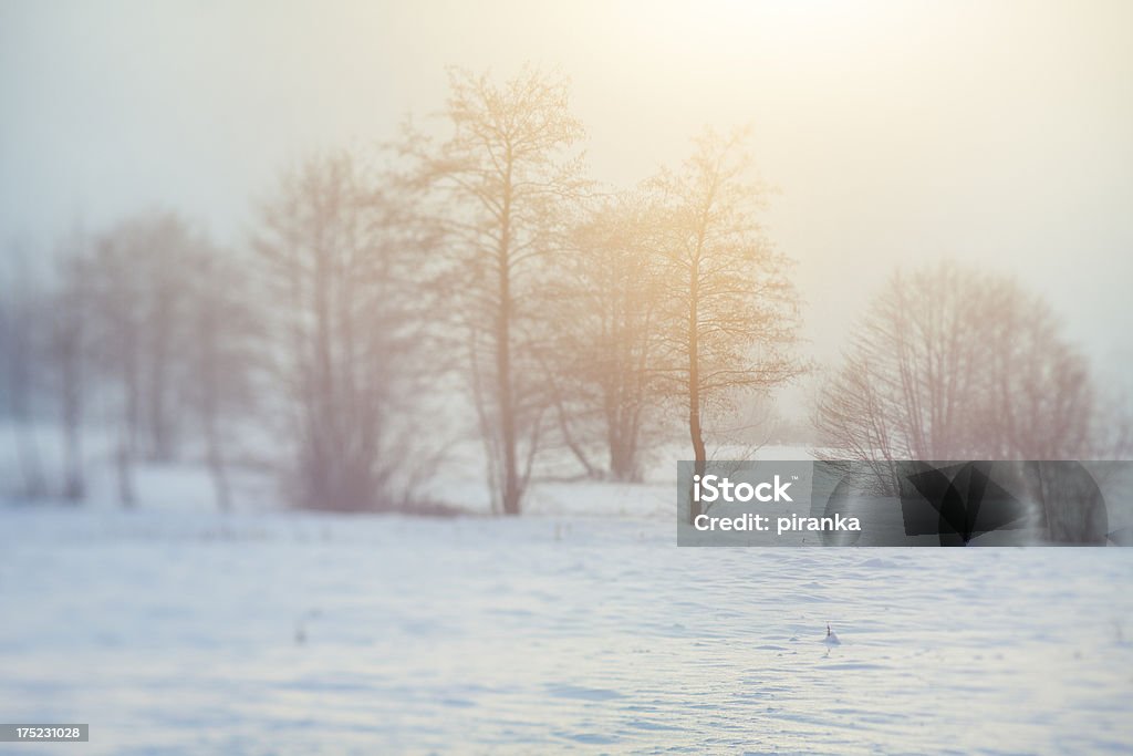 Foggy inverno paesaggio al tramonto - Foto stock royalty-free di Albero