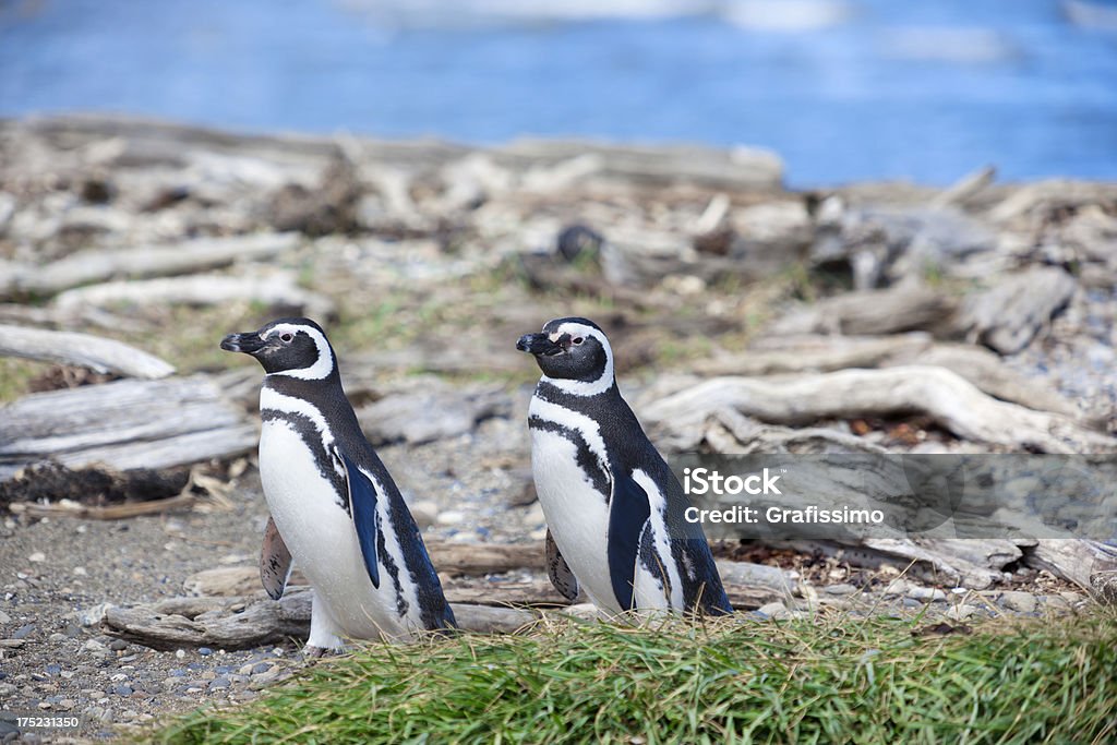 Cile Punta Arenas Magellanic Pinguino - Foto stock royalty-free di Cile