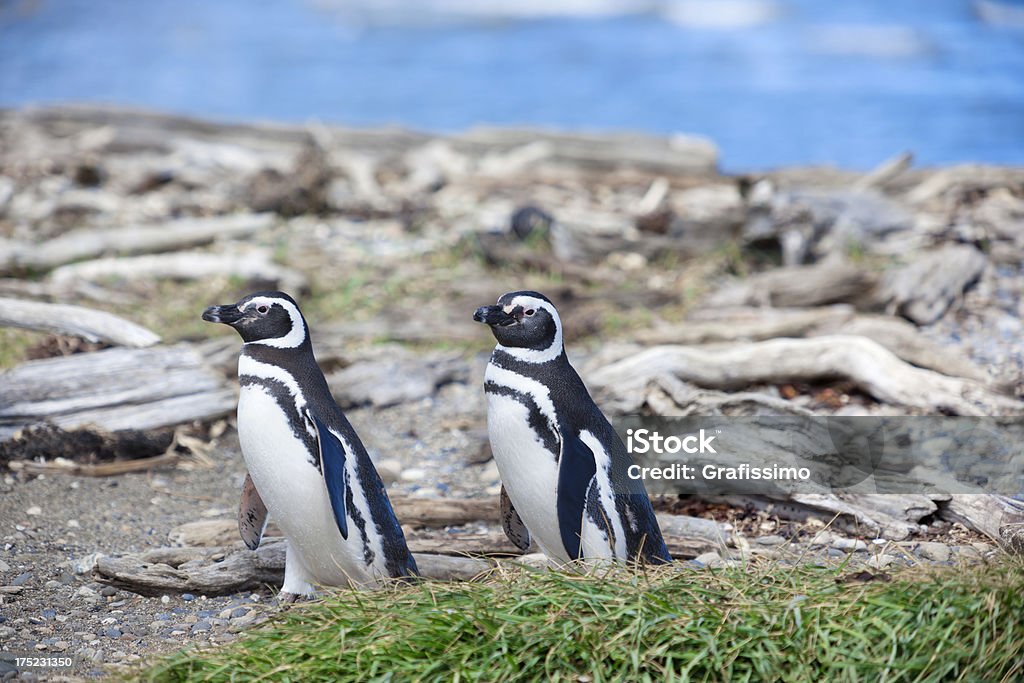 Chile Punta Arenas Magellanic Penguin - Zbiór zdjęć royalty-free (Chile)