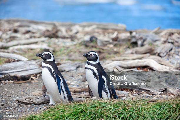 Chile Punta Arenas Magellanic Penguin - zdjęcia stockowe i więcej obrazów Chile - Chile, Bez ludzi, Dzikie zwierzęta