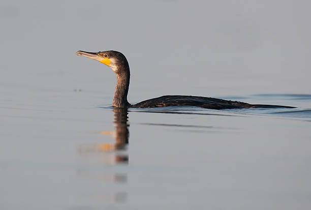 cormorano - foto stock