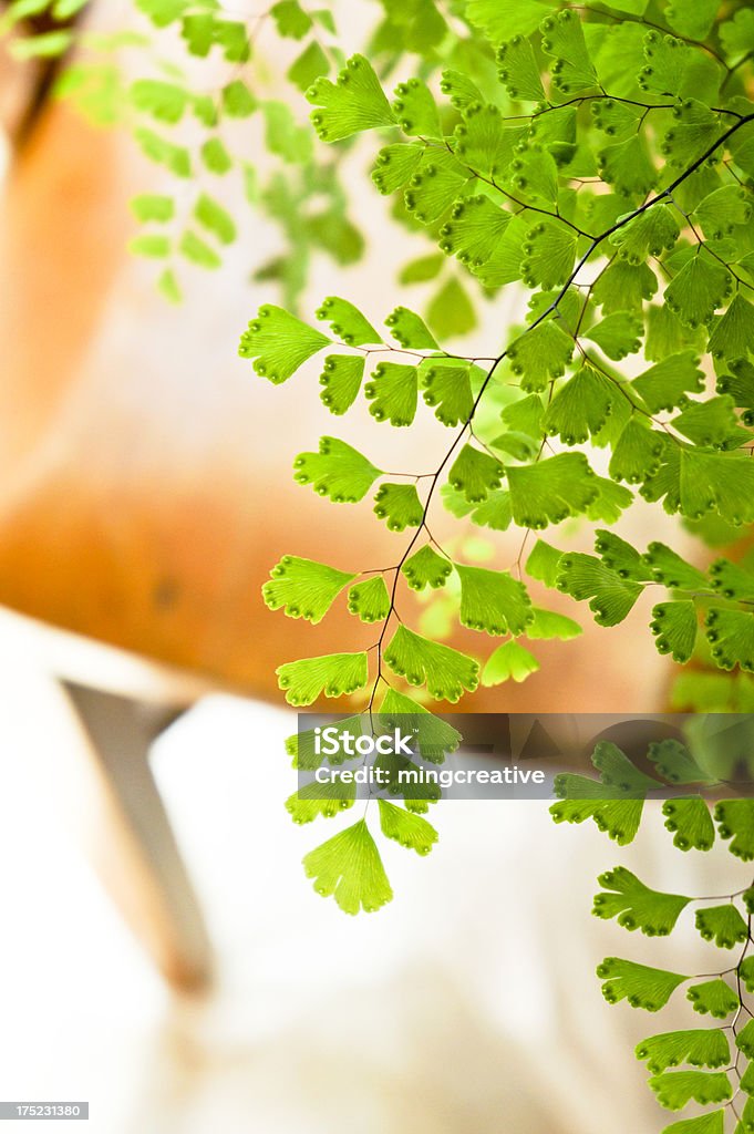 Maidenhair Fougère - Photo de Beauté libre de droits