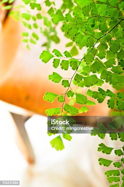 Photo libre de droit de Maidenhair Fougère banque d'images et plus d'images libres de droit de Beauté - Beauté, Beauté de la nature, Capilaire du Canada