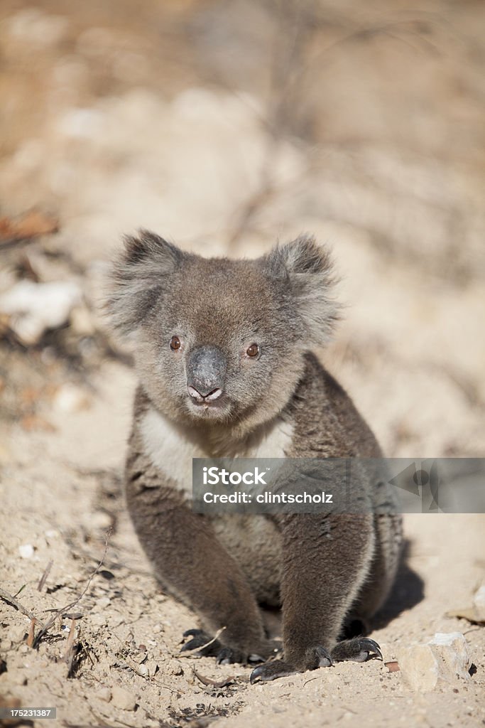 Koala - Foto de stock de Aire libre libre de derechos