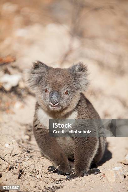 Koala Foto de stock y más banco de imágenes de Aire libre - Aire libre, Animal, Animales salvajes