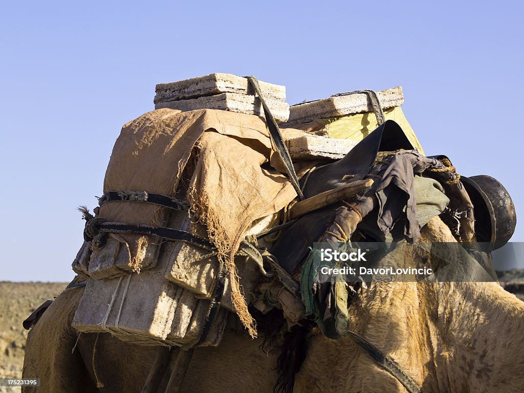 Sal en camello - Foto de stock de Camello libre de derechos