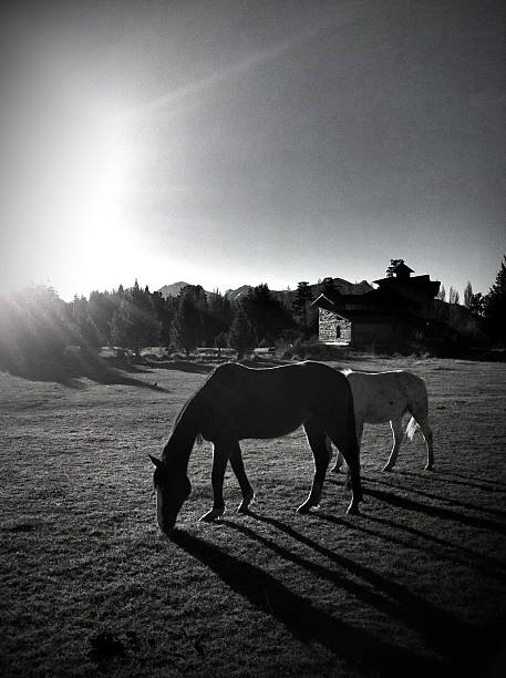 dos caballos - mobilestock argentina bariloche nature fotografías e imágenes de stock