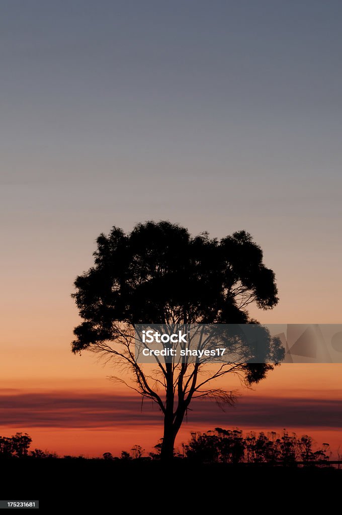 Coucher de soleil silhouette d'arbre - Photo de Arbre libre de droits