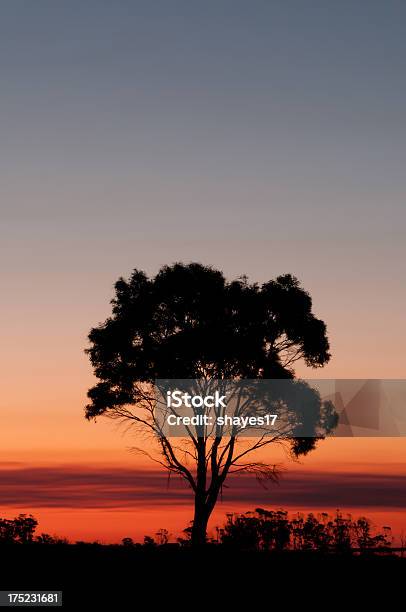 Pôr Do Sol Silhueta De Árvore - Fotografias de stock e mais imagens de Ao Ar Livre - Ao Ar Livre, Austrália, Campo agrícola