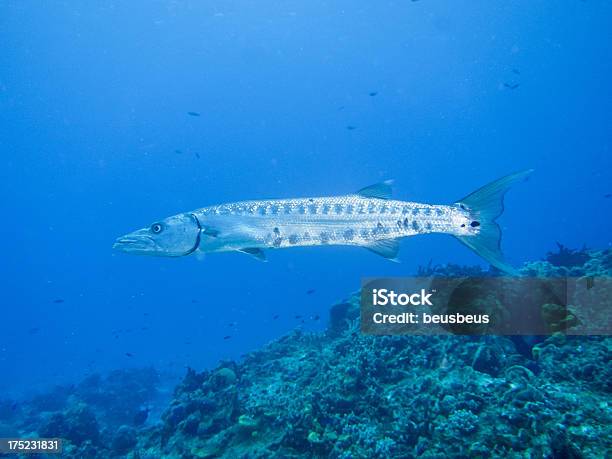 Barracuda Foto de stock y más banco de imágenes de Barracuda - Barracuda, Animales salvajes, Buceo con equipo