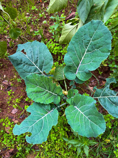 Close up view of cabbage