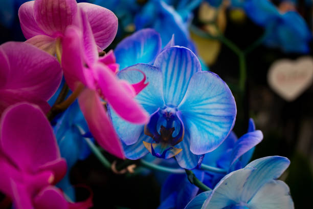 Close up view of Orchid flower (Orchidaceae) background. Beautiful flower wallpaper in pink and blue colors.