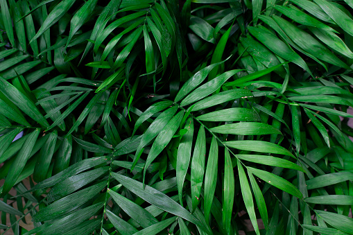 Close up view of Parlor palm plant (Chamaedorea elegans Mart - Araceae) background. Beautiful plant wallpaper.