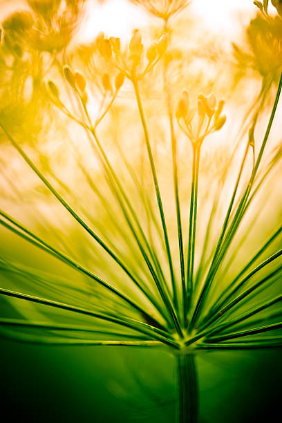 istock Morning light on wildflowers 175232369