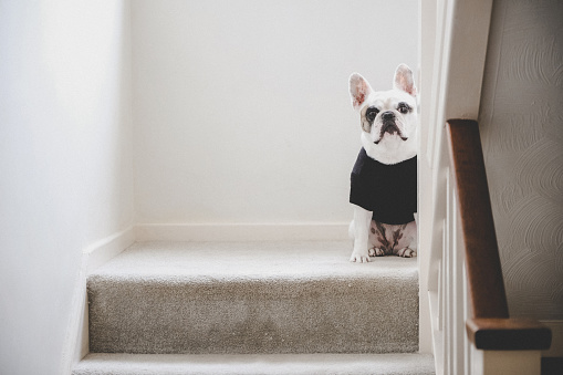 Cute Frenchie dog waiting on stair landing