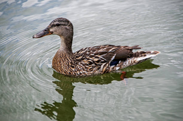 Female mallard duck.