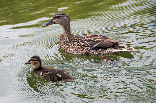 Grey Teal duck family with a  baby duckling. Versailles France.