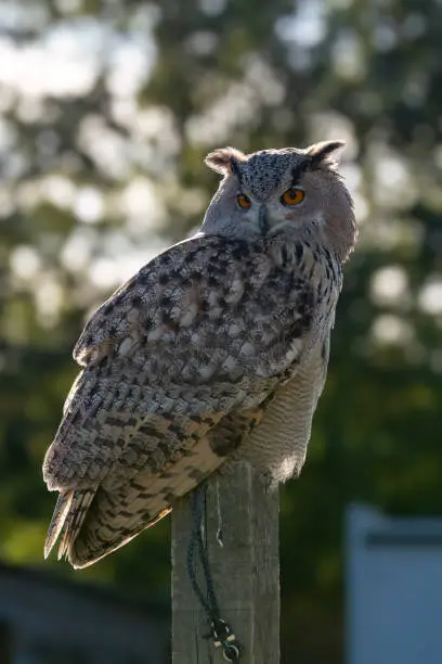 One of the largest species of owls with its distinctive ear tufts