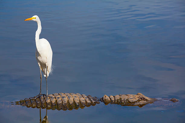 unbekannte gefahren; vogel ist auf der rückseite aus alligatorleder - egret water bird wildlife nature stock-fotos und bilder