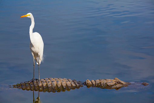 Unseen Danger; Bird Stands on Alligator's Back