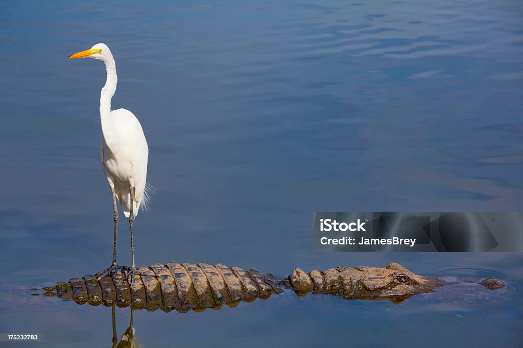 Unseen Danger; Bird Stands on Alligator's Back Ignorance Stock Photo