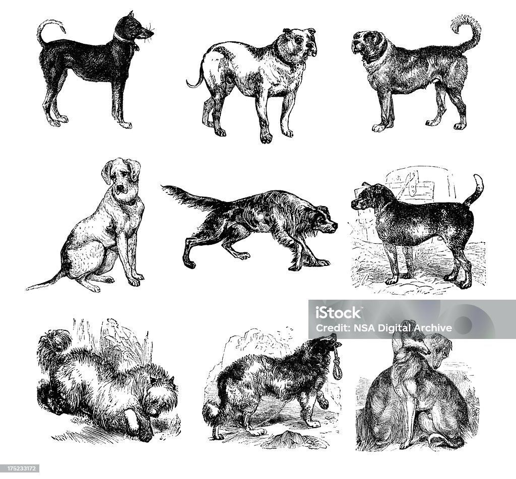 Perro calcografías/antigüedades de ilustraciones de animales - Ilustración de stock de Grabado - Objeto fabricado libre de derechos