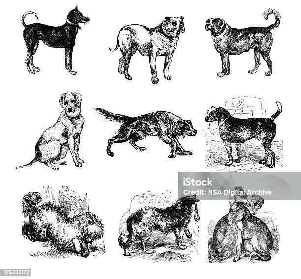 Ilustración de Perro Calcografíasantigüedades De Ilustraciones De Animales y más Vectores Libres de Derechos de Grabado - Objeto fabricado