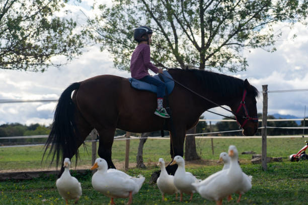 istock Boy on a horse surrounded by ducks 1752331745