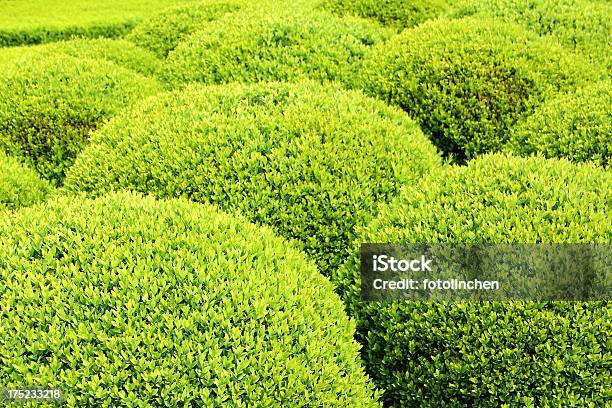 Buxus Bälle Stockfoto und mehr Bilder von Baum - Baum, Beschnittene Hecke, Buchsbaum