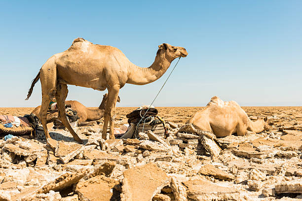 istock Camel at the Ass Ale Salt lake 175233266