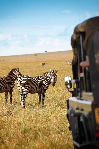 safari - africa animal wildlife reserve horse family photos et images de collection