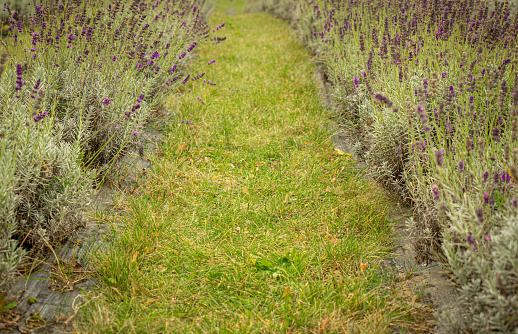 Growing fragrant lavender plant on the agricultural field