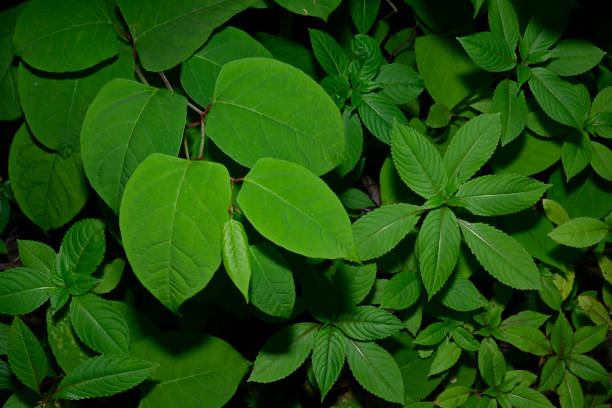 istock Jananese knotweed and Himalayan balsam. 1752335562