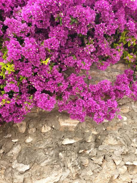 istock Bougainvillea Spanish pink flower, Spain 1752335878