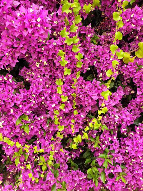 istock Bougainvillea Spanish pink flower, Spain 1752335880