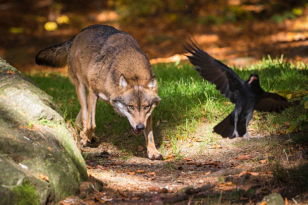 Wolf Predator Hunter Canis - Free photo on Pixabay