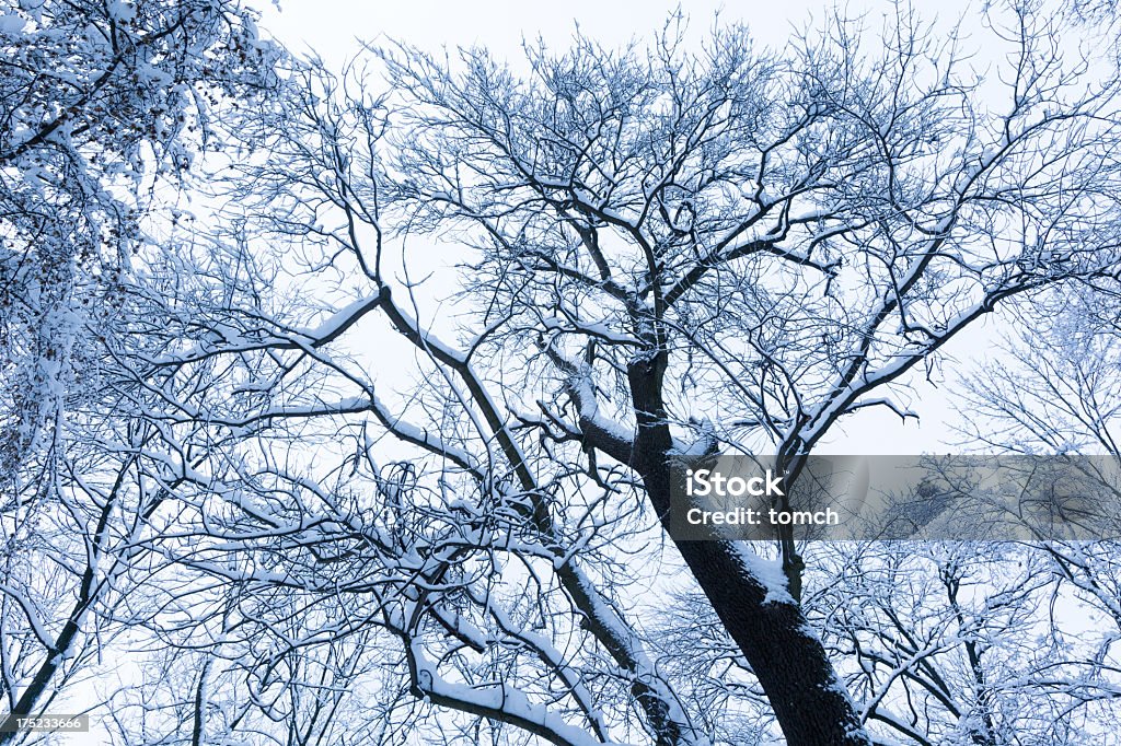 Coroas árvore coberto de neve - Foto de stock de Azul royalty-free