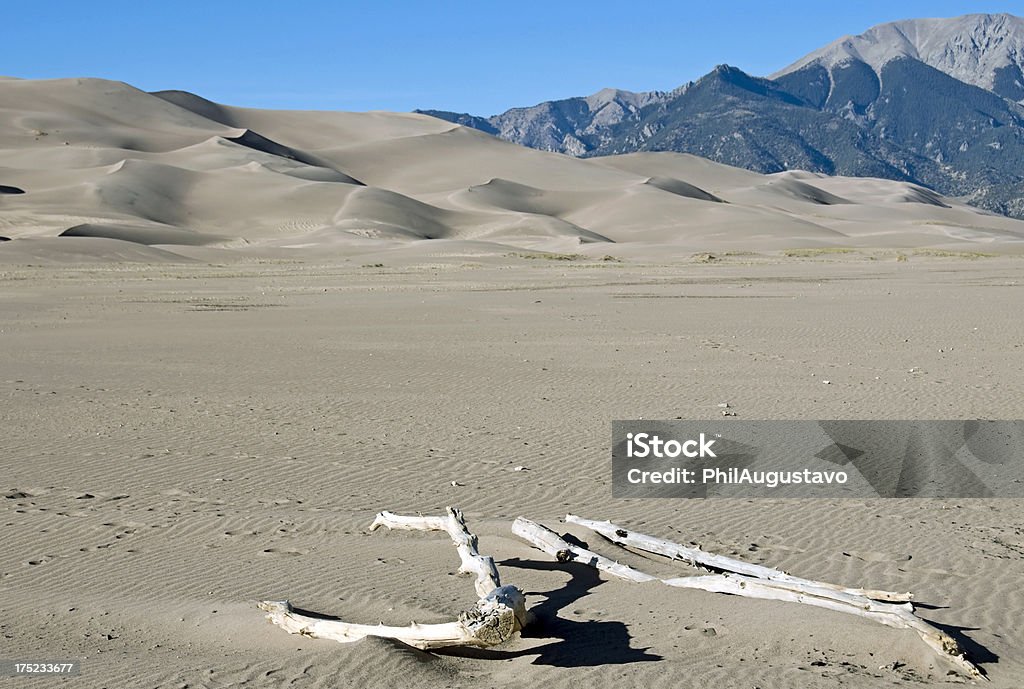 Dry streambed de Great Sand Dunes National Park dans le Colorado - Photo de Arbre libre de droits