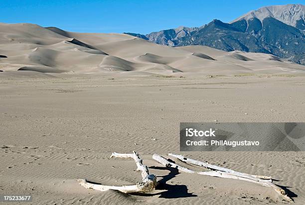 Photo libre de droit de Dry Streambed De Great Sand Dunes National Park Dans Le Colorado banque d'images et plus d'images libres de droit de Arbre