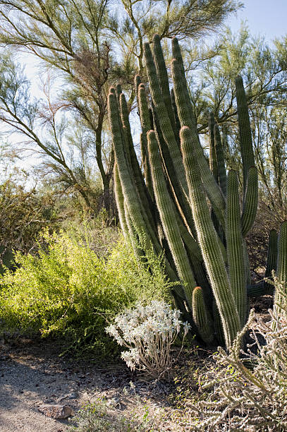 cactus en tuyaux d'orgue - coachella southern california california southwest usa photos et images de collection