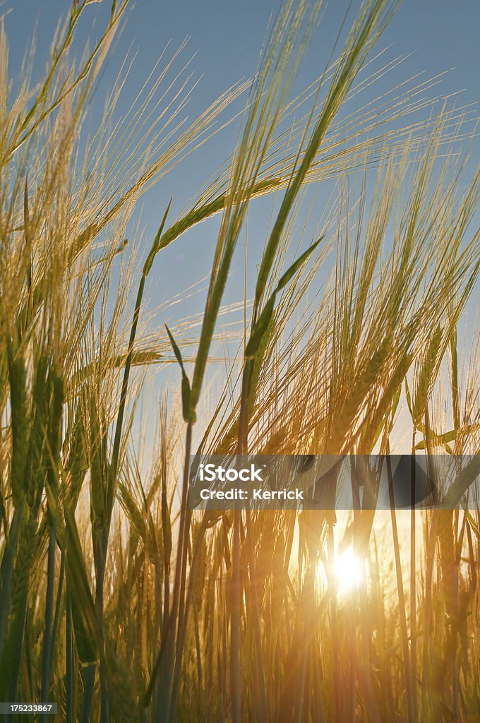 Jovem trigo no pôr do sol - Foto de stock de Agricultura royalty-free