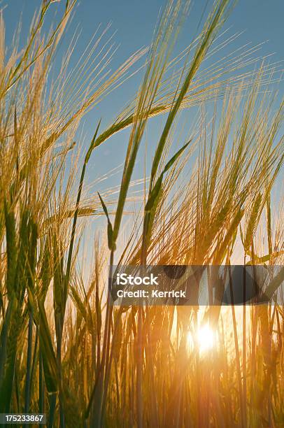 Foto de Jovem Trigo No Pôr Do Sol e mais fotos de stock de Agricultura - Agricultura, Alimento básico, Campo