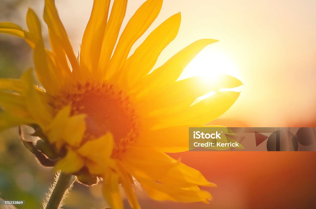 Sonnenblume vor Sonnenstrahl - Lizenzfrei August Stock-Foto